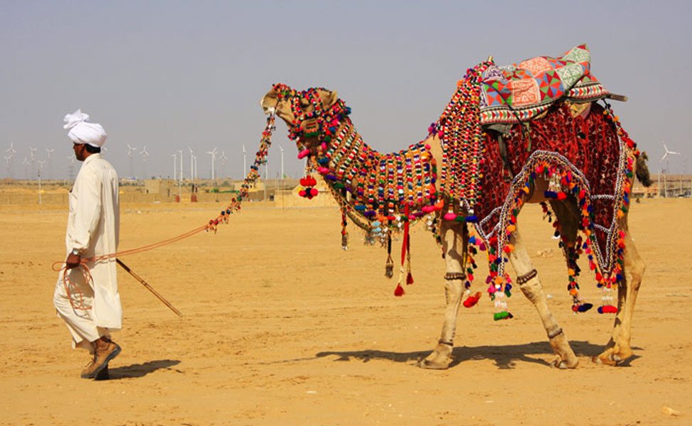 Jaisalmer-camel